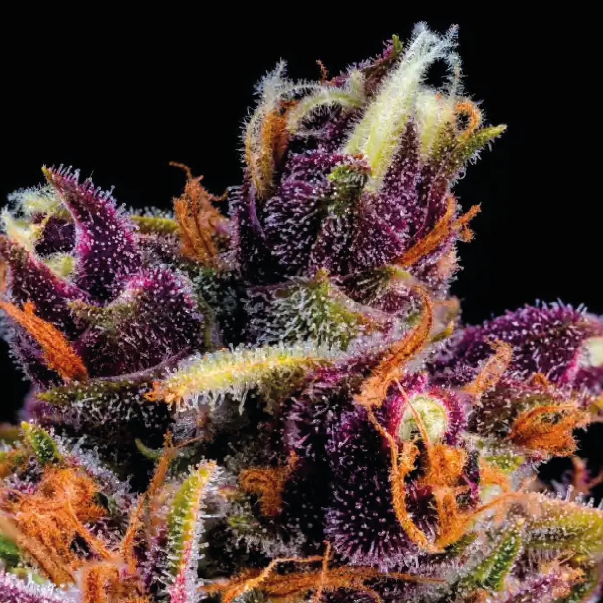 cbd spain 1.webp