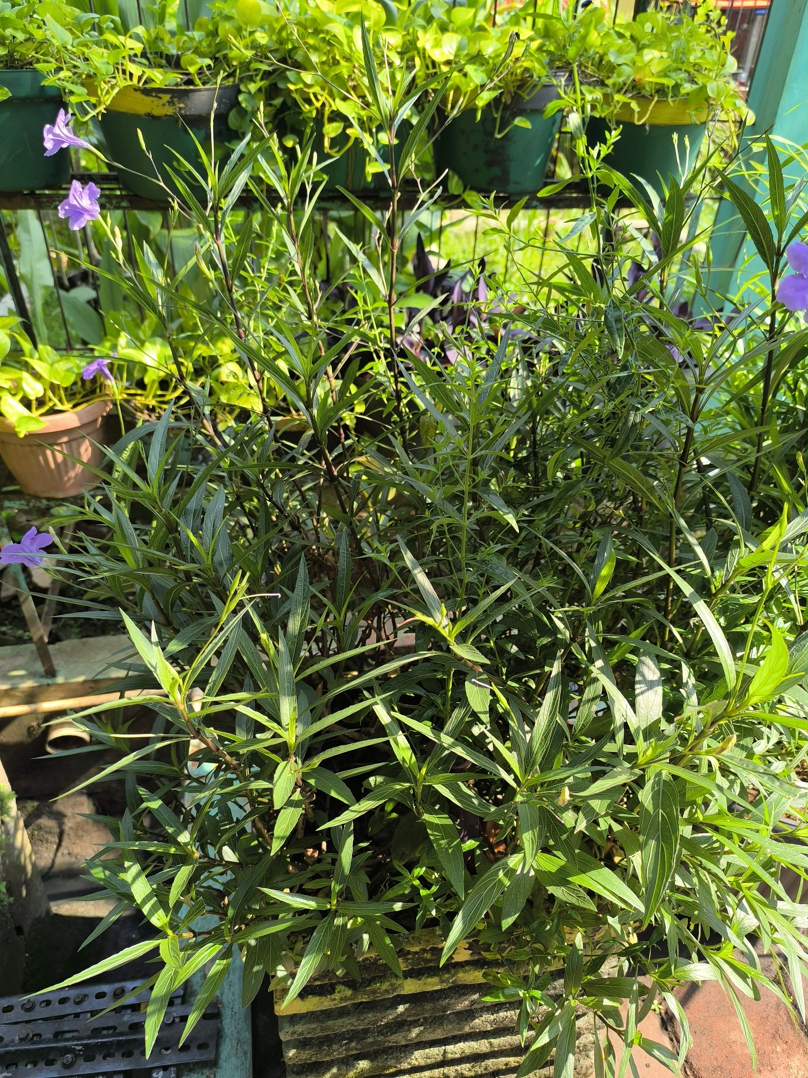 Mexican petunia