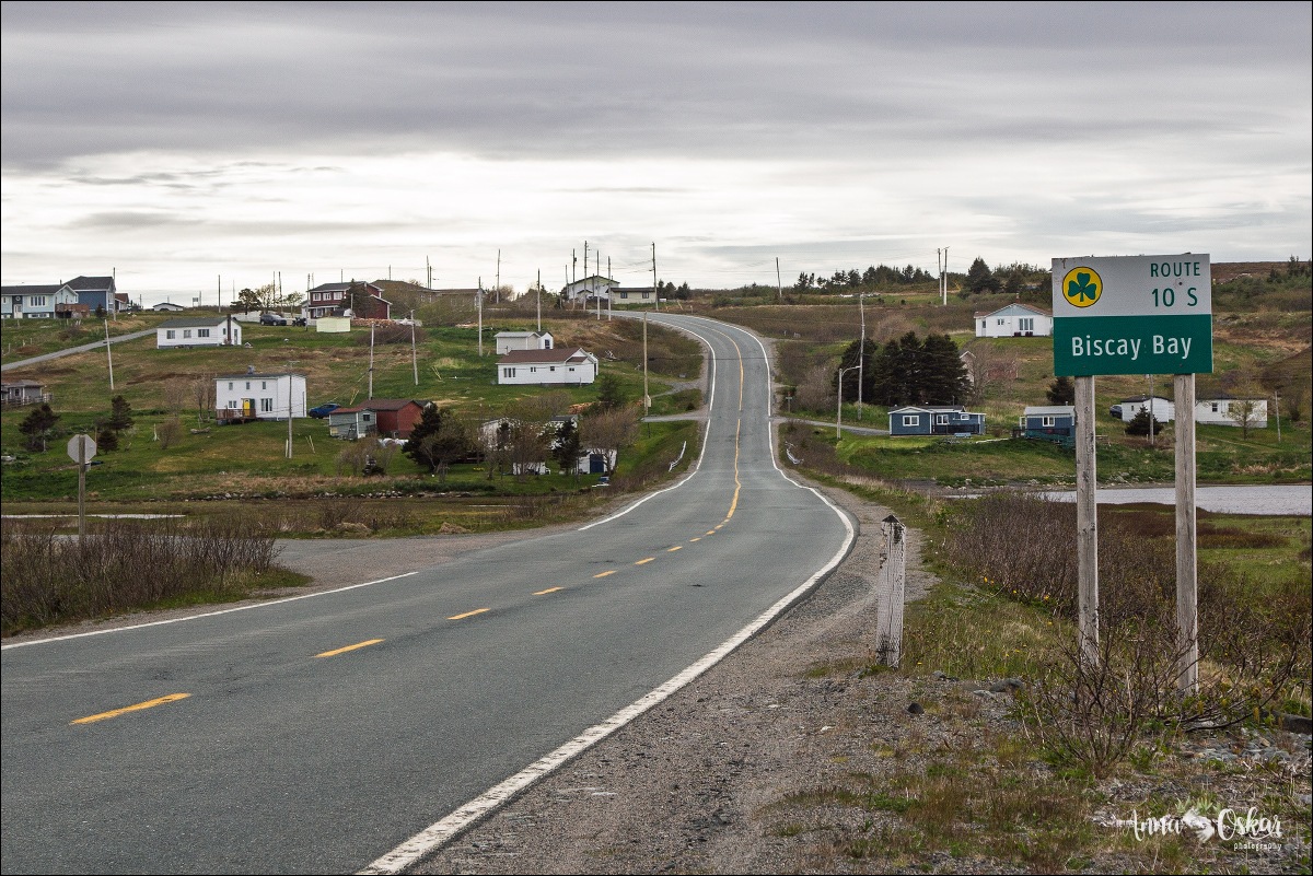 St. John's (I) - Terranova & Labrador: icebergs, puffins y balleneros vascos (22)