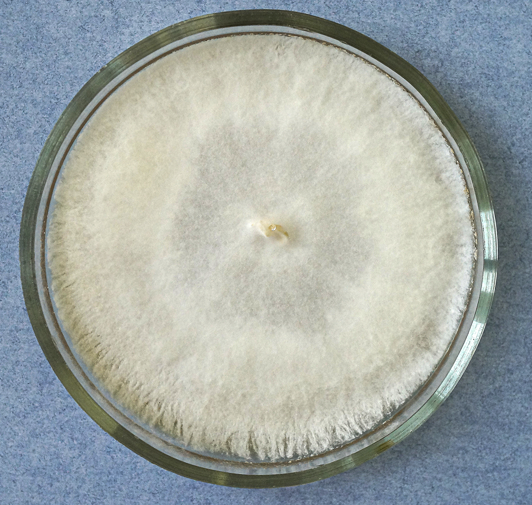 Trametes versicolor (L.) Lloyd 253