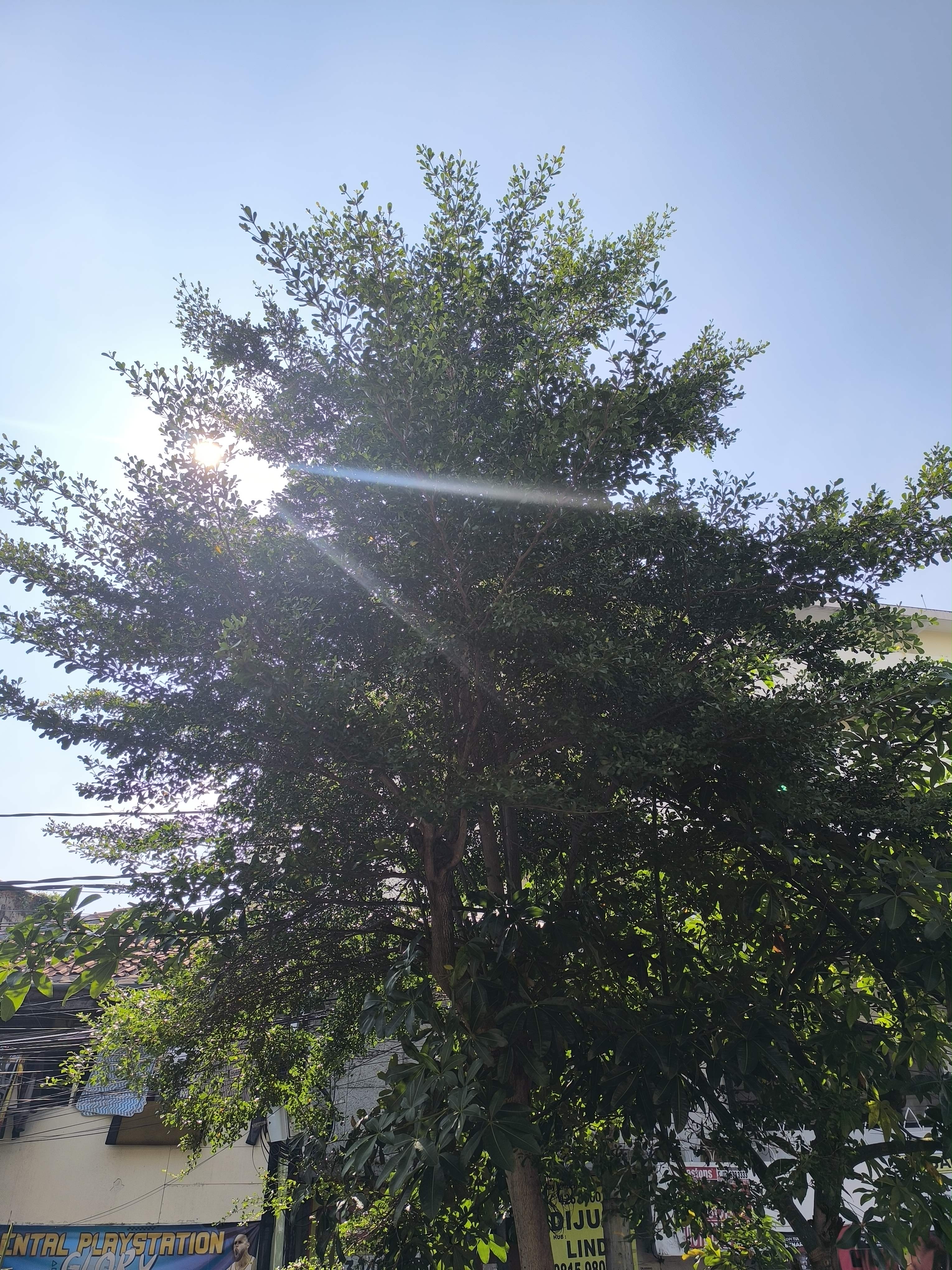 Madagascar almond