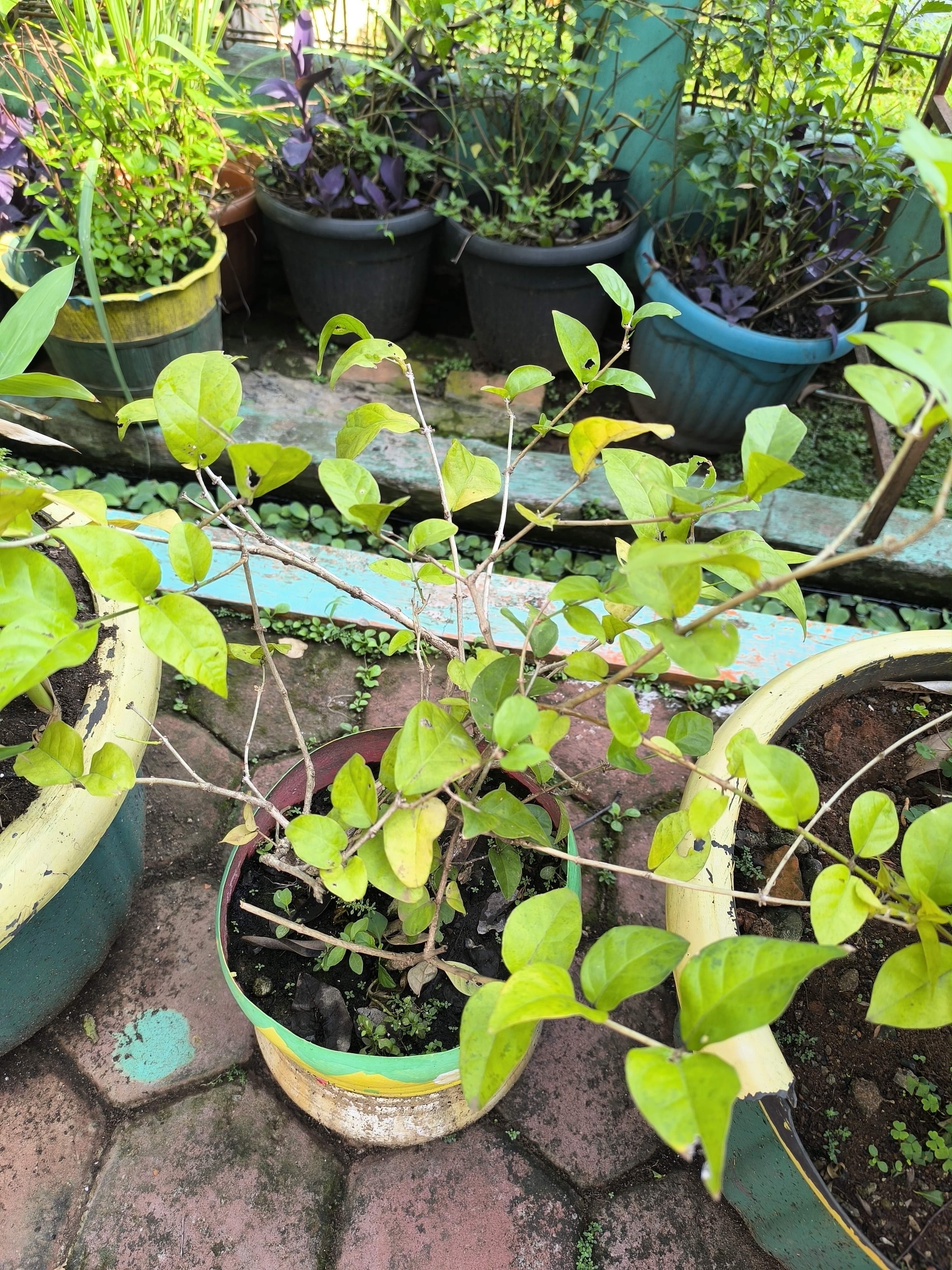Arabian jasmine
