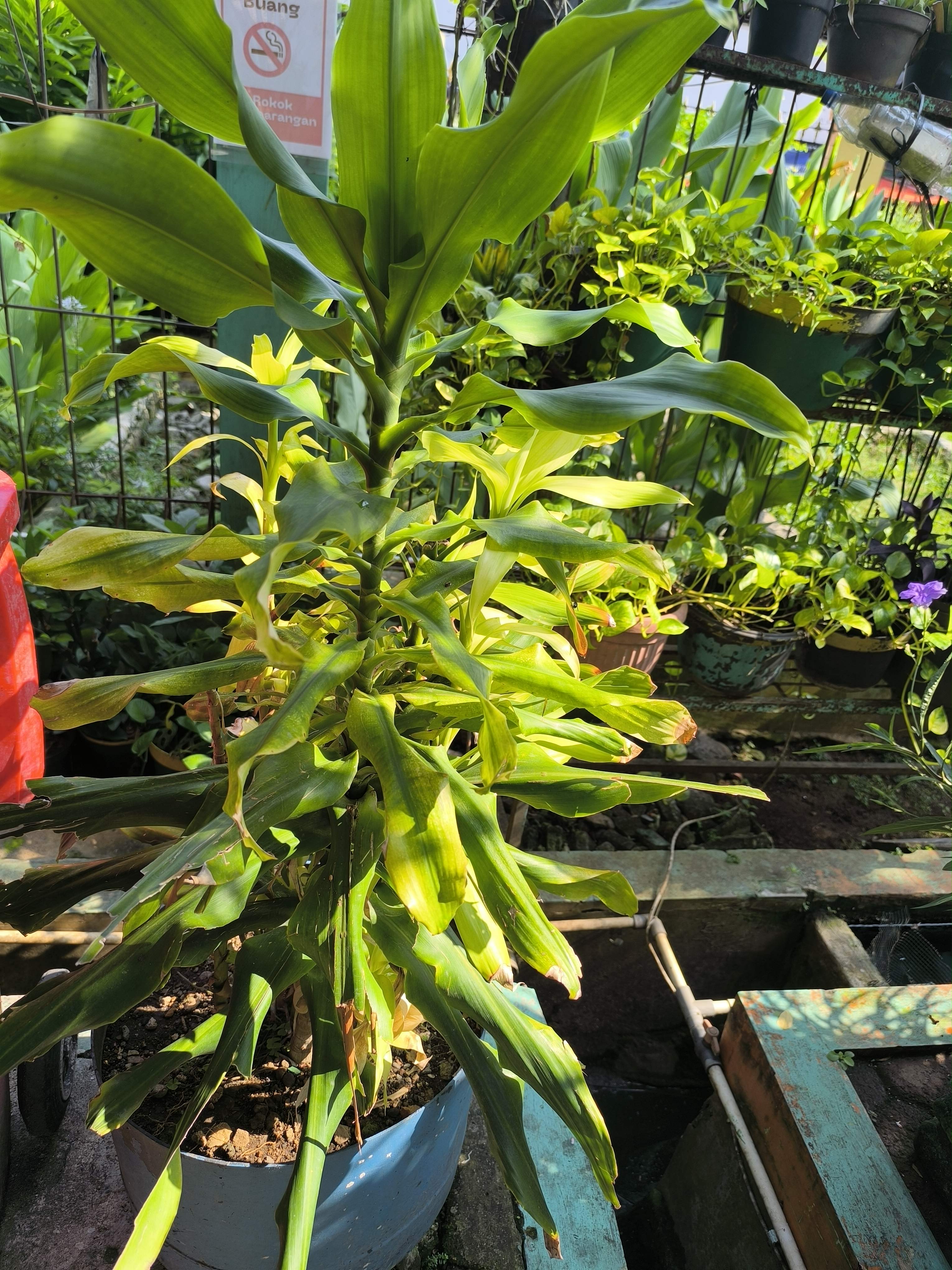 Corn plant