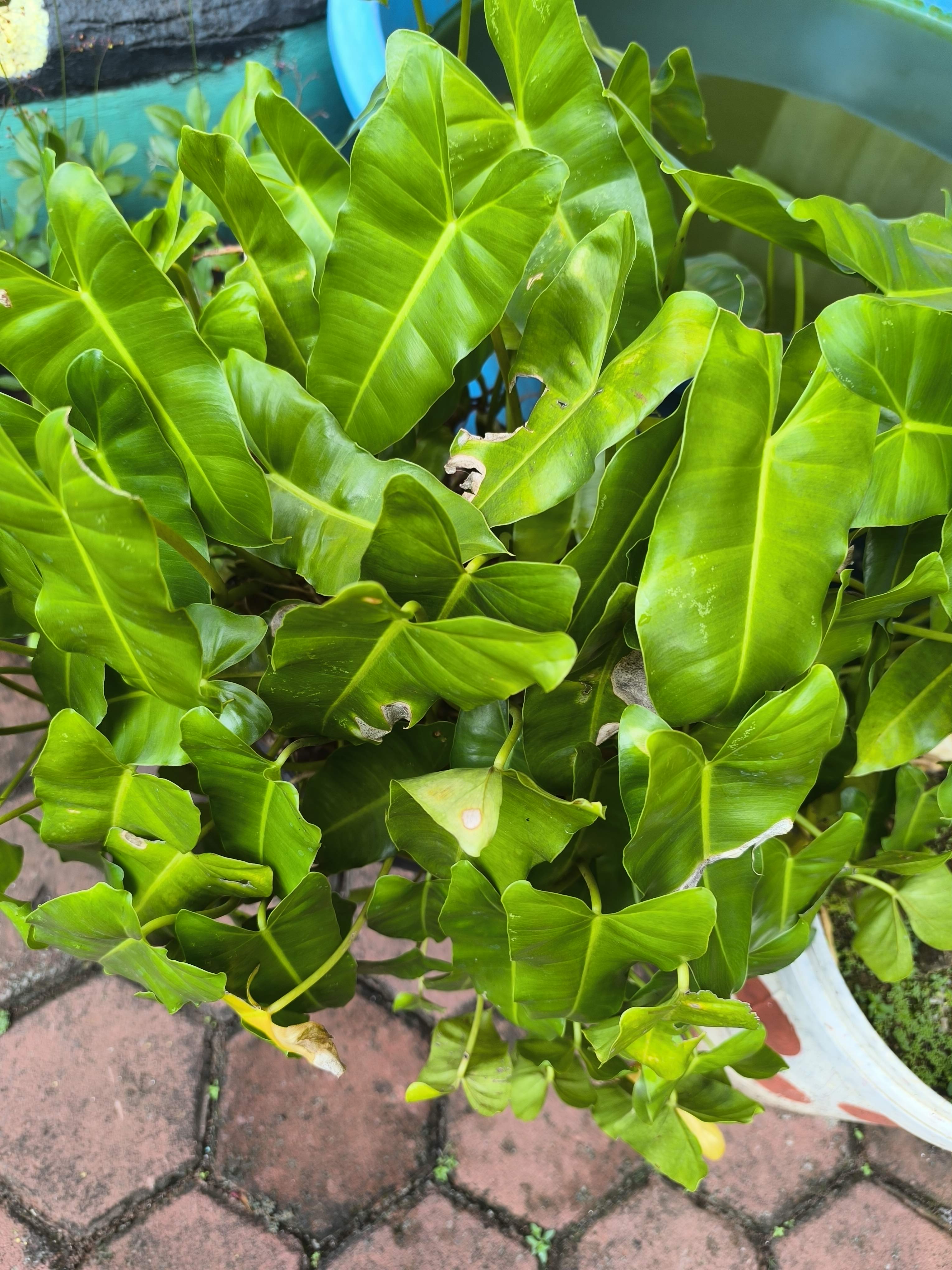 Philodendron burle-marx