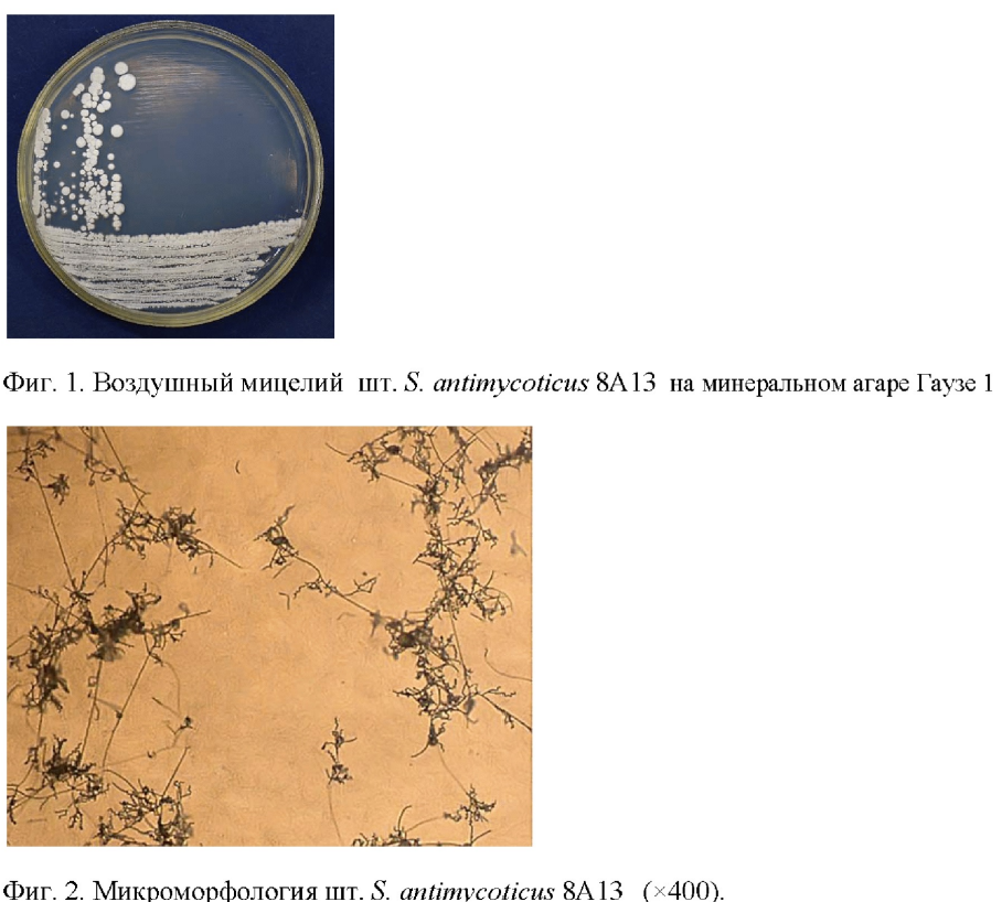 Streptomyces antimycoticus 8Al3