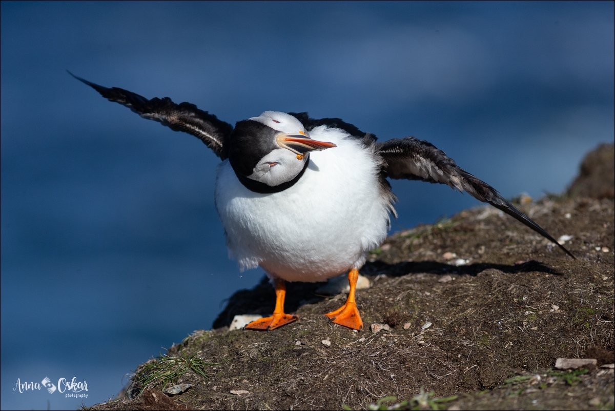 Península de Bonavista (III) - Terranova & Labrador: icebergs, puffins y balleneros vascos (27)