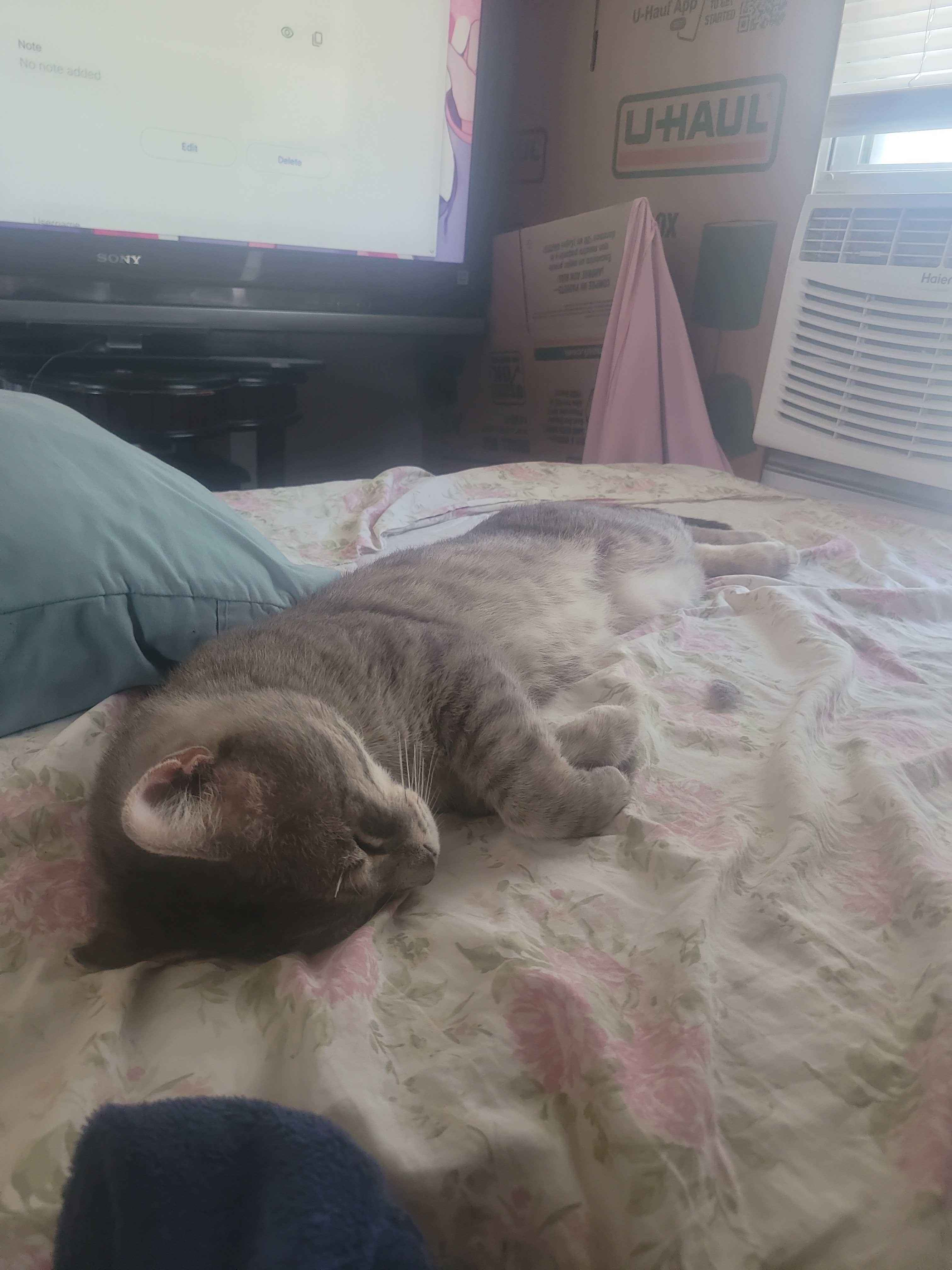 friend's cat