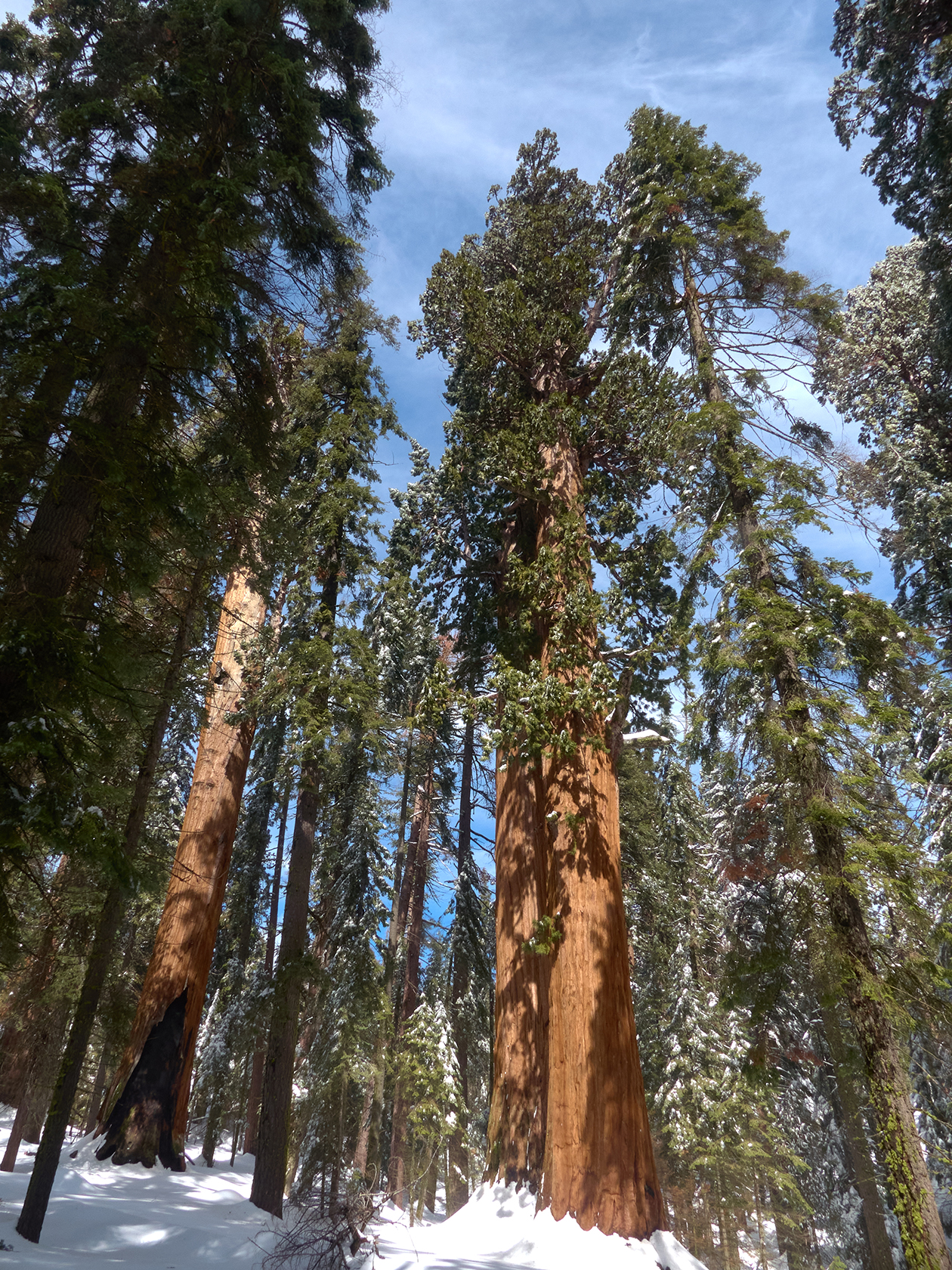 Sequoias Sequoias