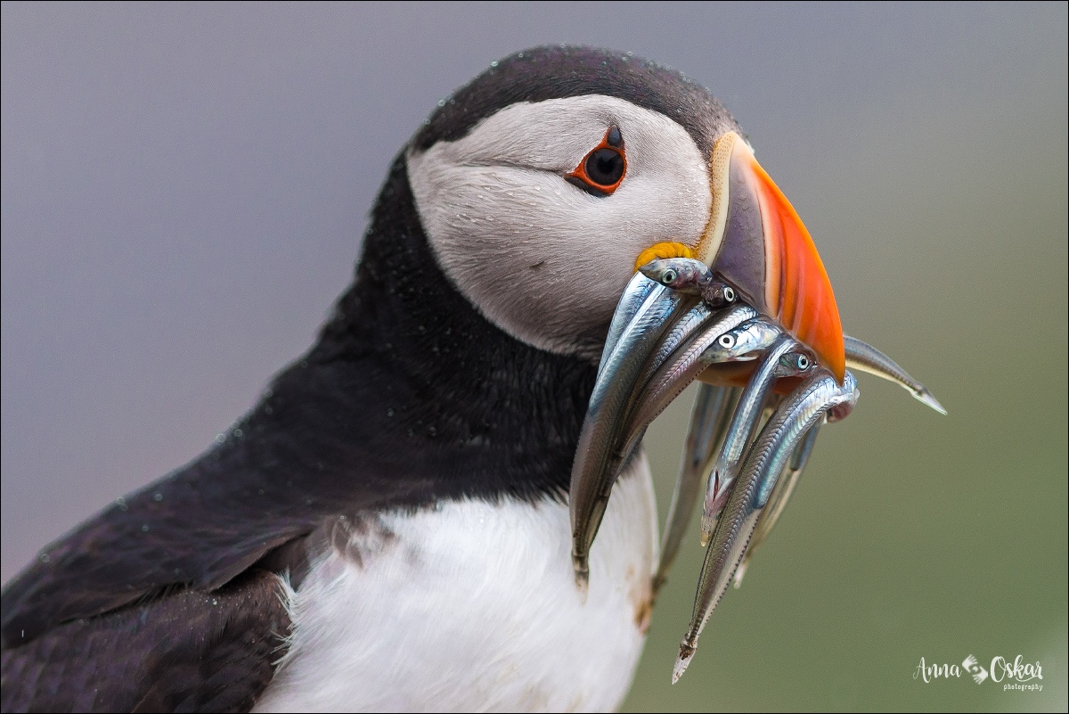 Faro de Heart's Content y traslado a St. John's - Terranova & Labrador: icebergs, puffins y balleneros vascos (5)
