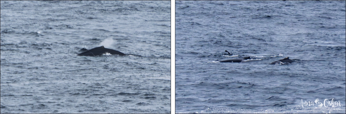 St. John's (I) - Terranova & Labrador: icebergs, puffins y balleneros vascos (28)