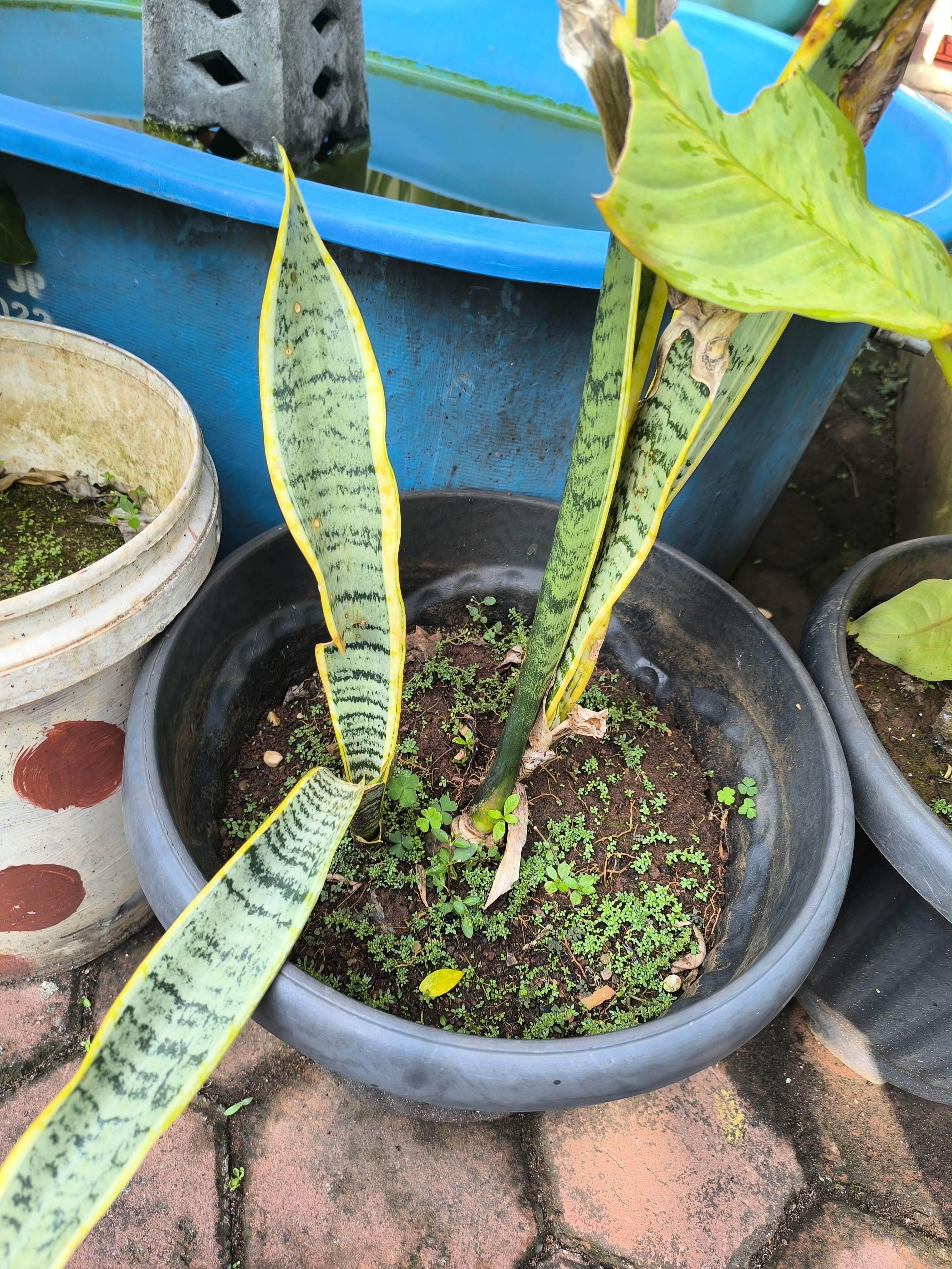 Snake plant