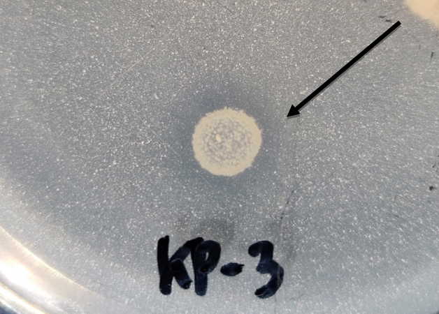 Streptomyces sp. КР-3