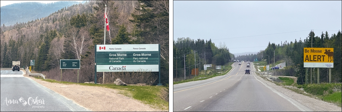 Terranova & Labrador: icebergs, puffins y balleneros vascos - Blogs de Canada - Gros Morne National Park (I) (15)