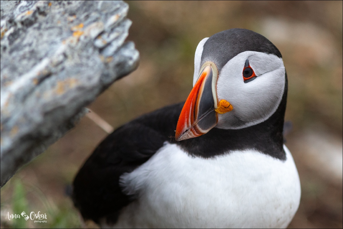 Península de Bonavista (III) - Terranova & Labrador: icebergs, puffins y balleneros vascos (3)