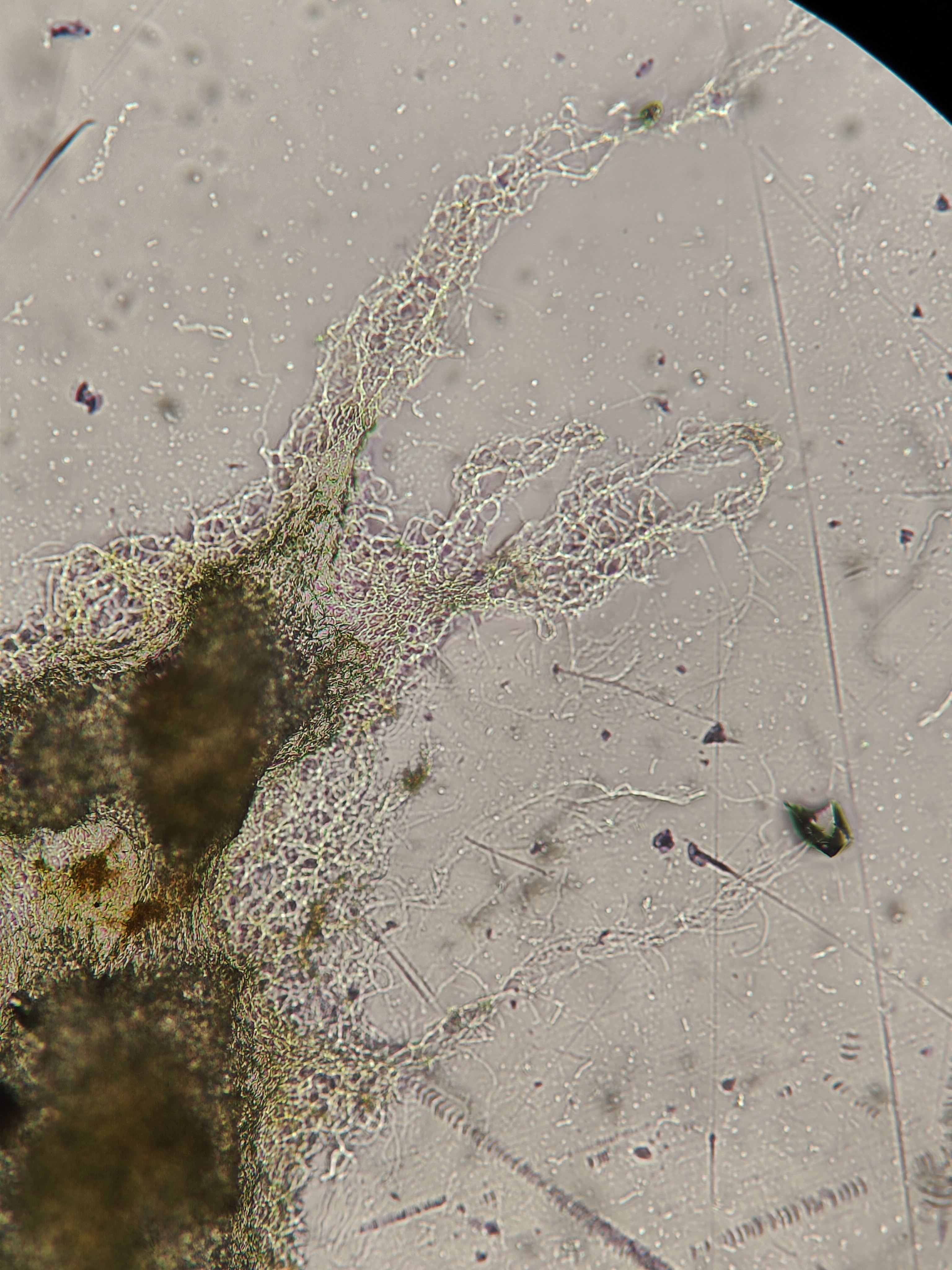 Streptomyces sp. ПС-8