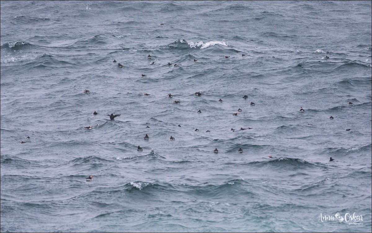 Faro de Heart's Content y traslado a St. John's - Terranova & Labrador: icebergs, puffins y balleneros vascos (3)