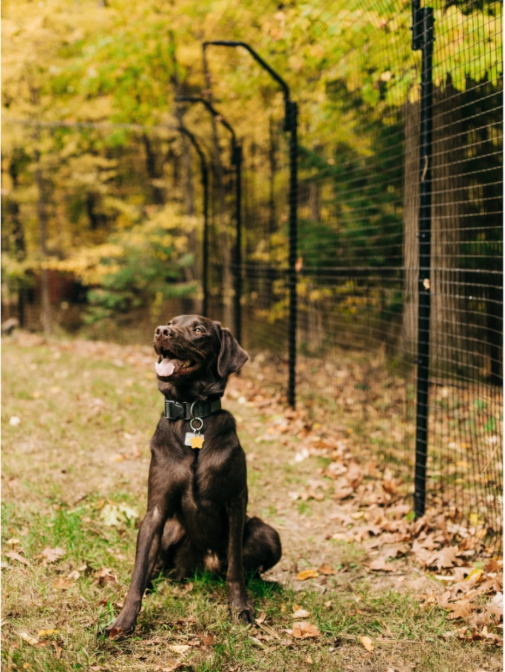 Secure fence designed to protect and create a safe space for your beloved pets.