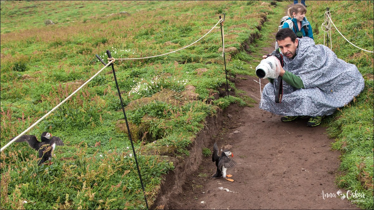 Faro de Heart's Content y traslado a St. John's - Terranova & Labrador: icebergs, puffins y balleneros vascos (4)