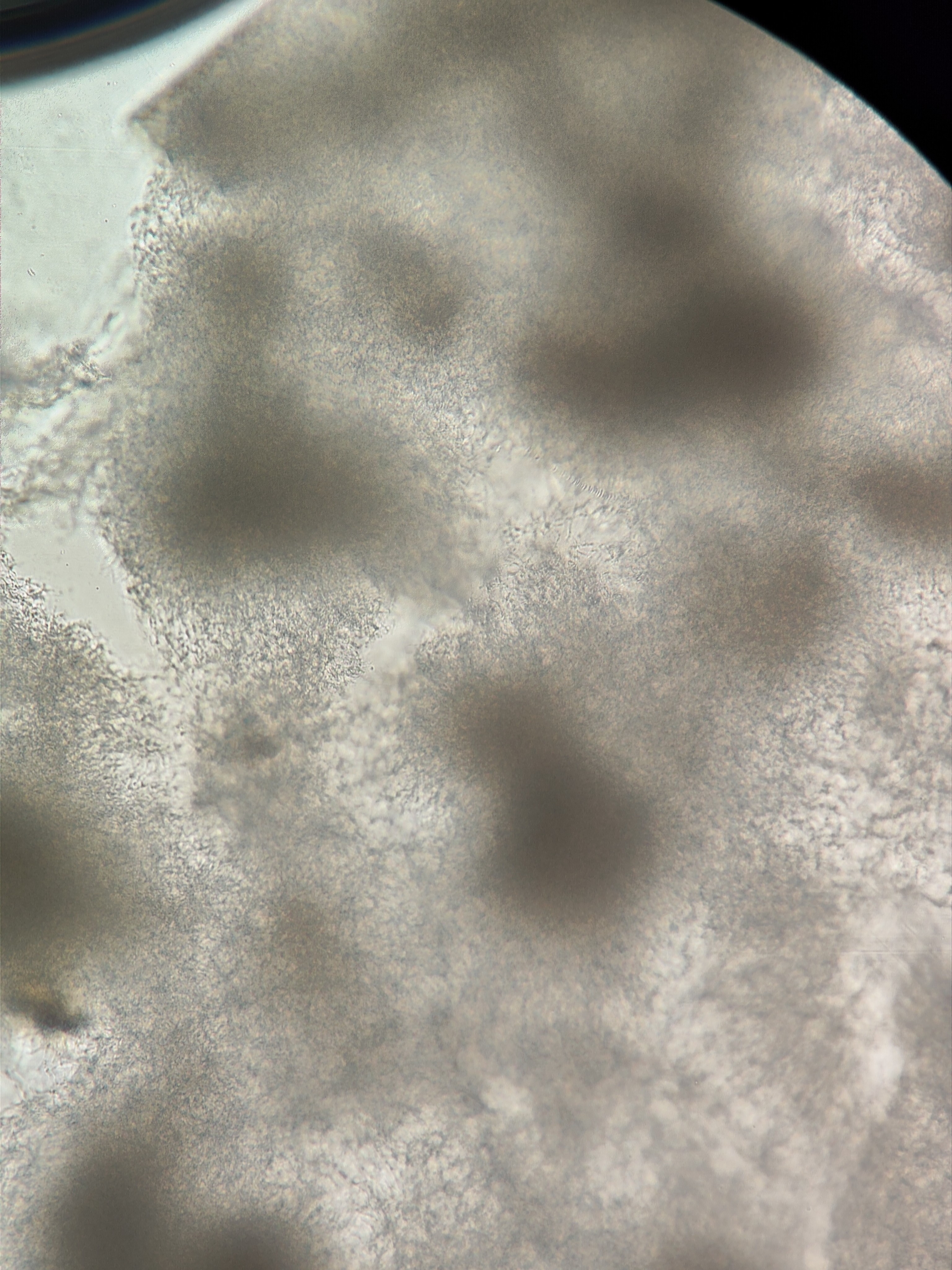 Streptomyces sp. ПС-7