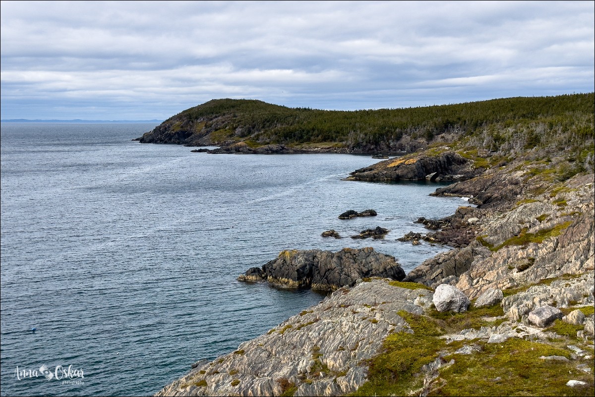 Faro de Heart's Content y traslado a St. John's - Terranova & Labrador: icebergs, puffins y balleneros vascos (12)