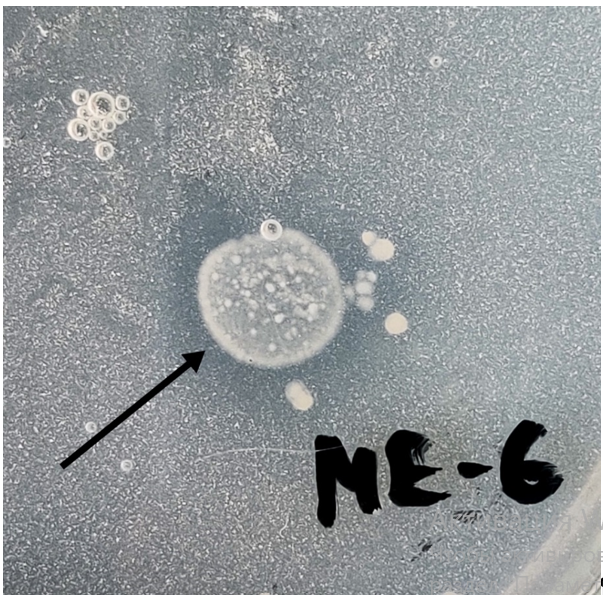 Streptomyces sp. МЕ-6
