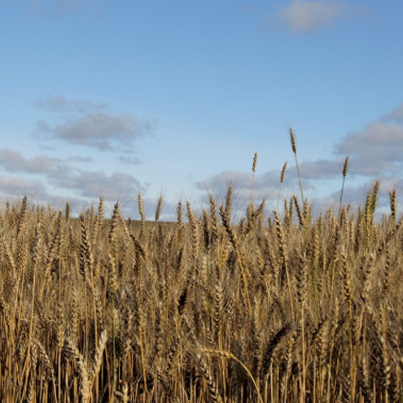 Managing Fusarium Head Blight