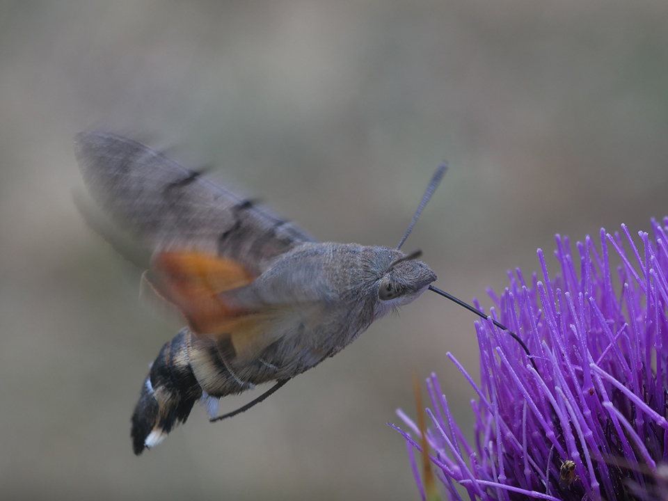 Esfinge Colibrí III