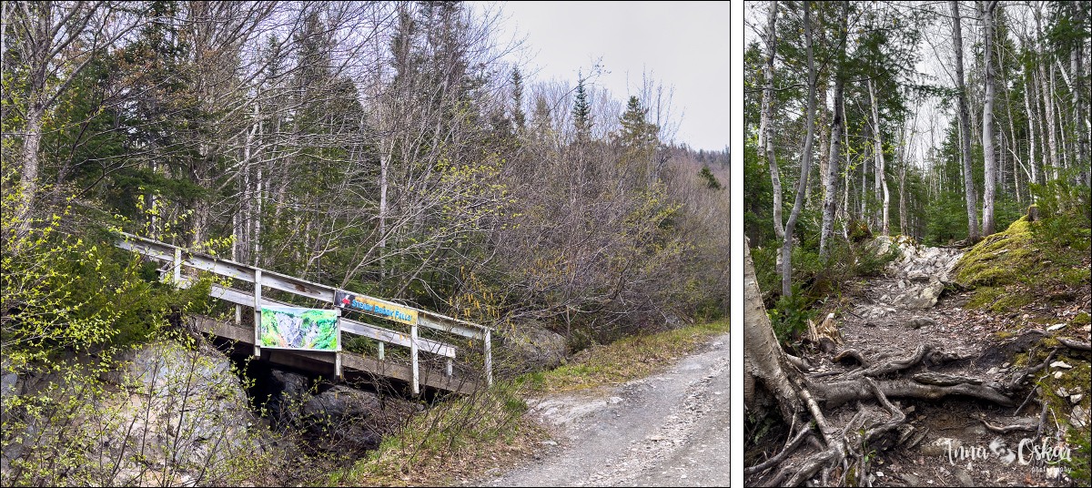Terranova & Labrador: icebergs, puffins y balleneros vascos - Blogs de Canada - Gros Morne National Park (I) (13)