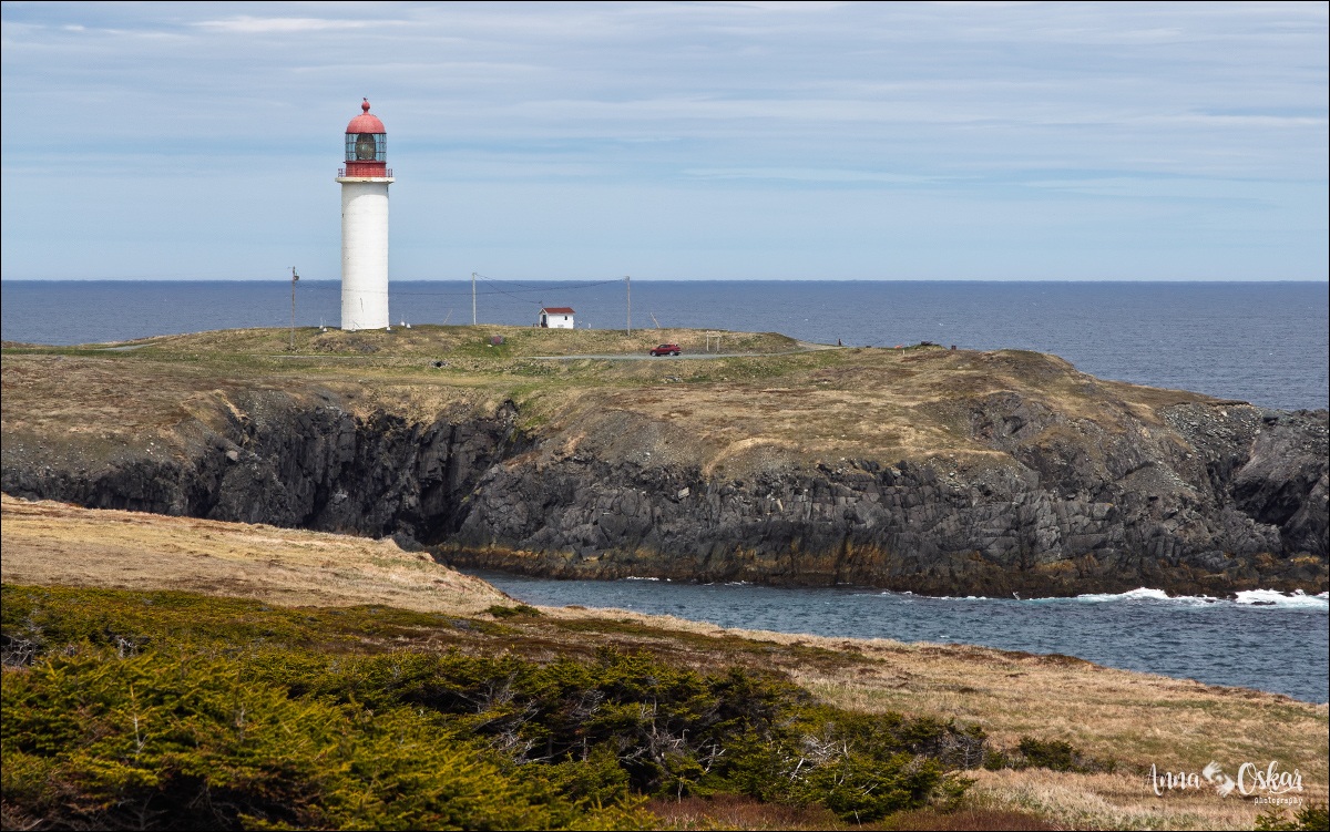 St. John's (I) - Terranova & Labrador: icebergs, puffins y balleneros vascos (18)