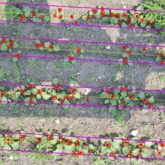 Croptimistic’s Introduces the Worlds First Map Using Fully Autonomous Plant Stand Counting