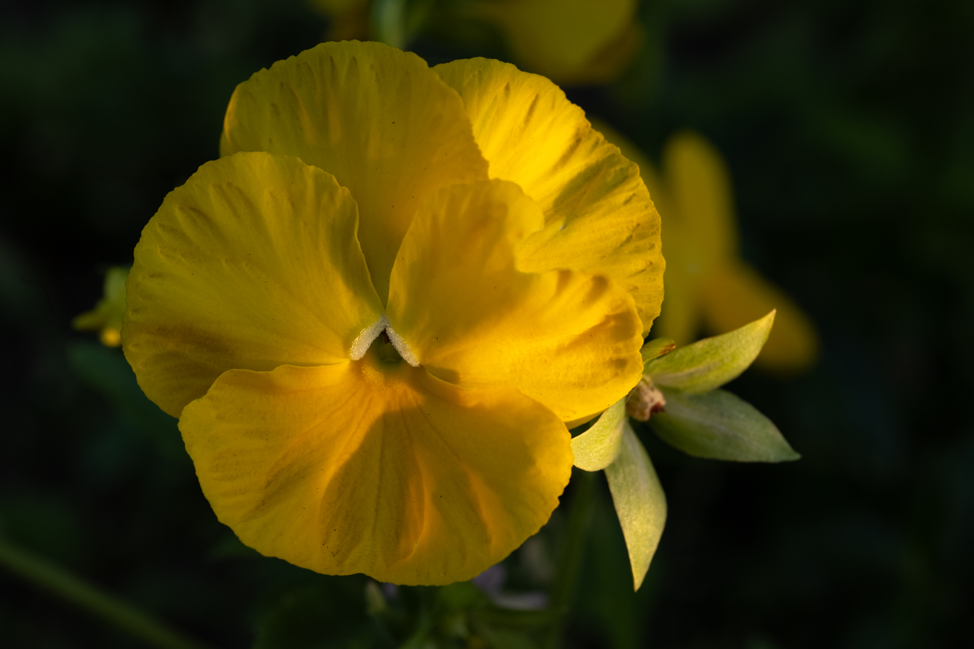 Voigtlander 65mm F2 Macro APO Lanthar + Nikon Z7 II