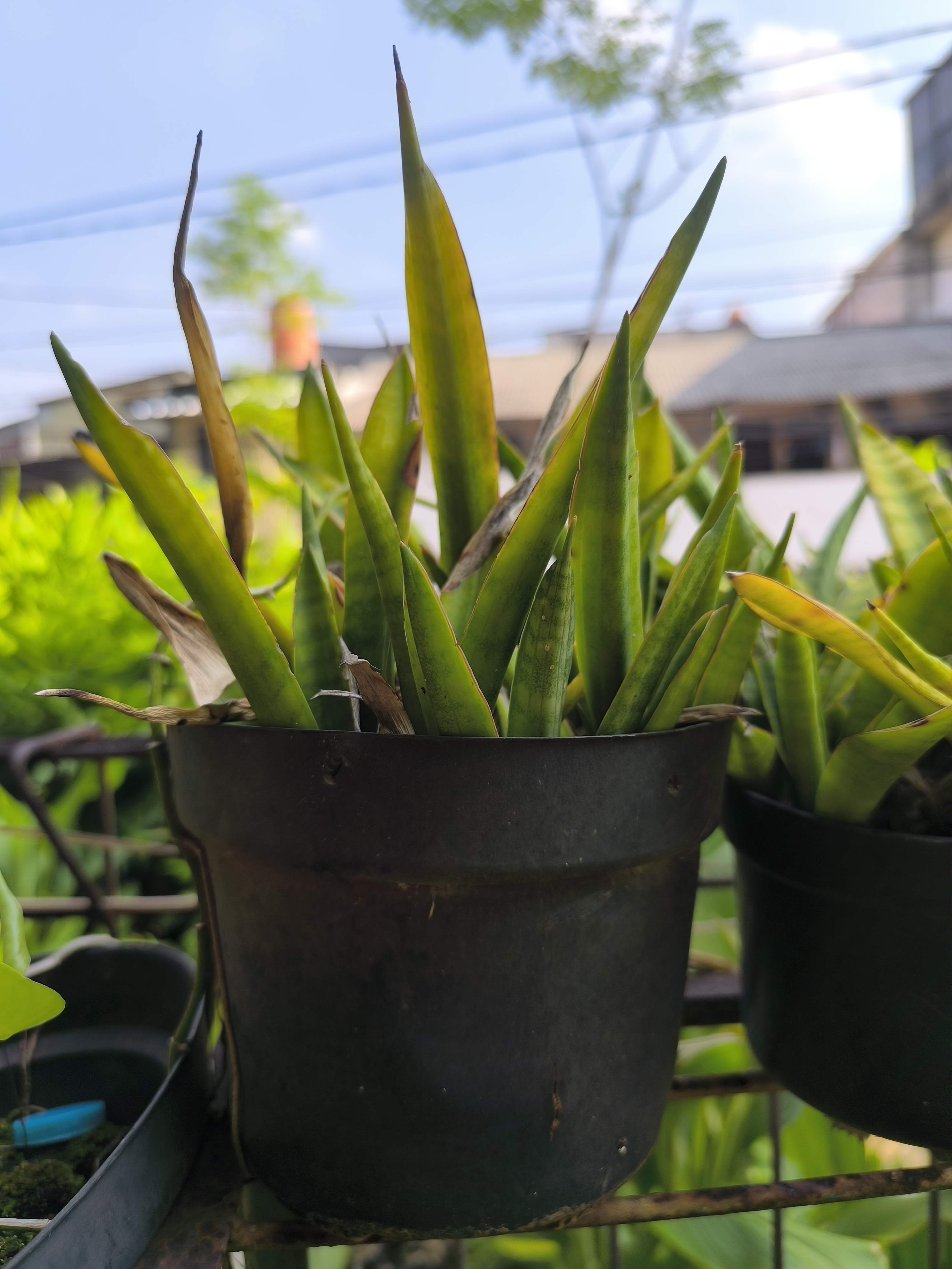 Snake plant