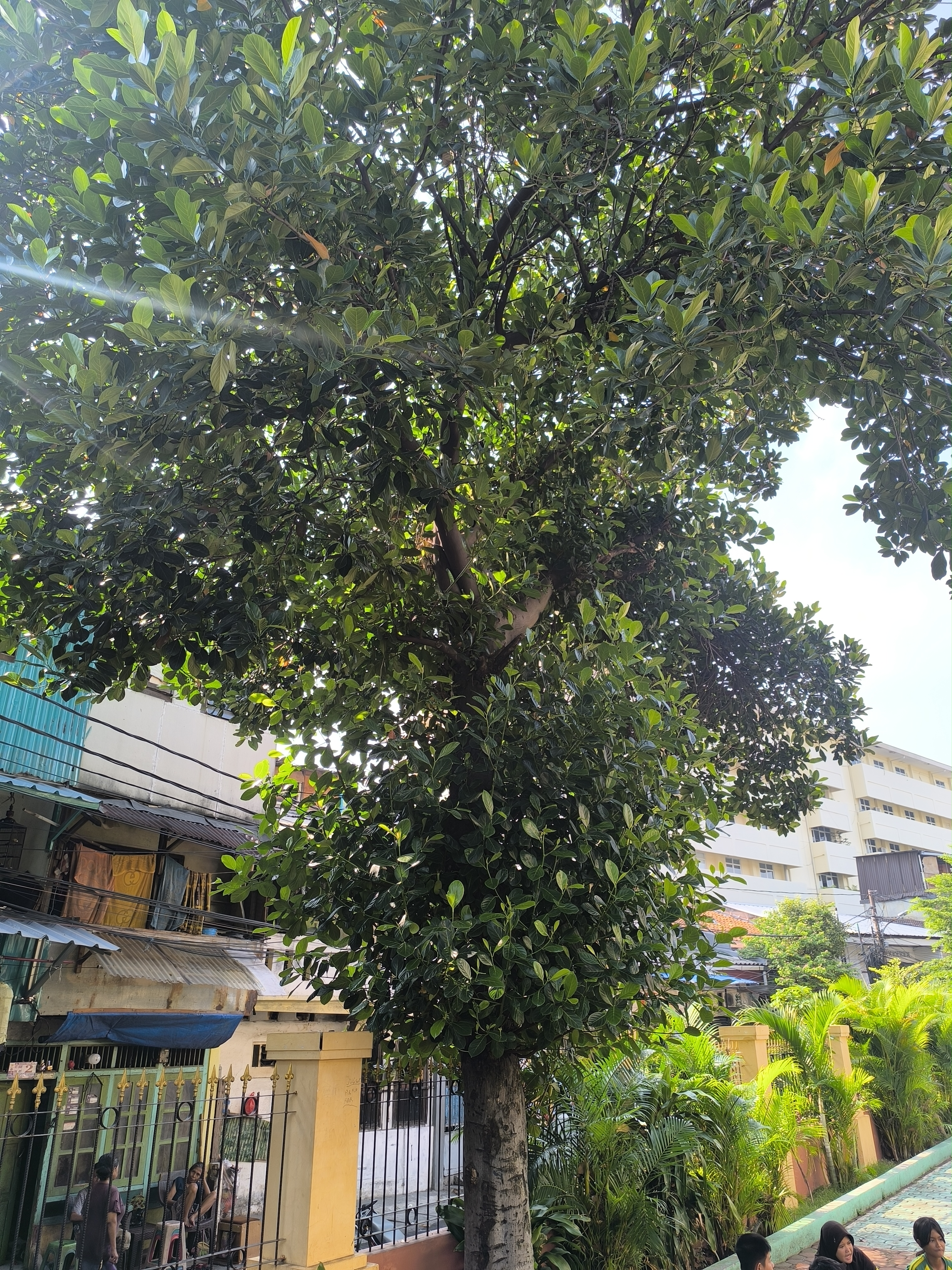 Jackfruit