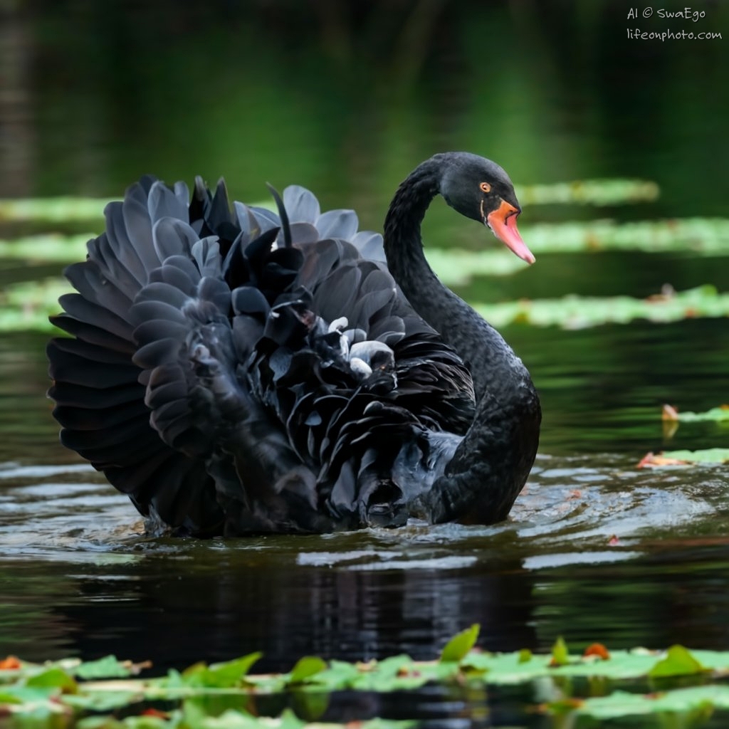 Black swan: myth or reality?