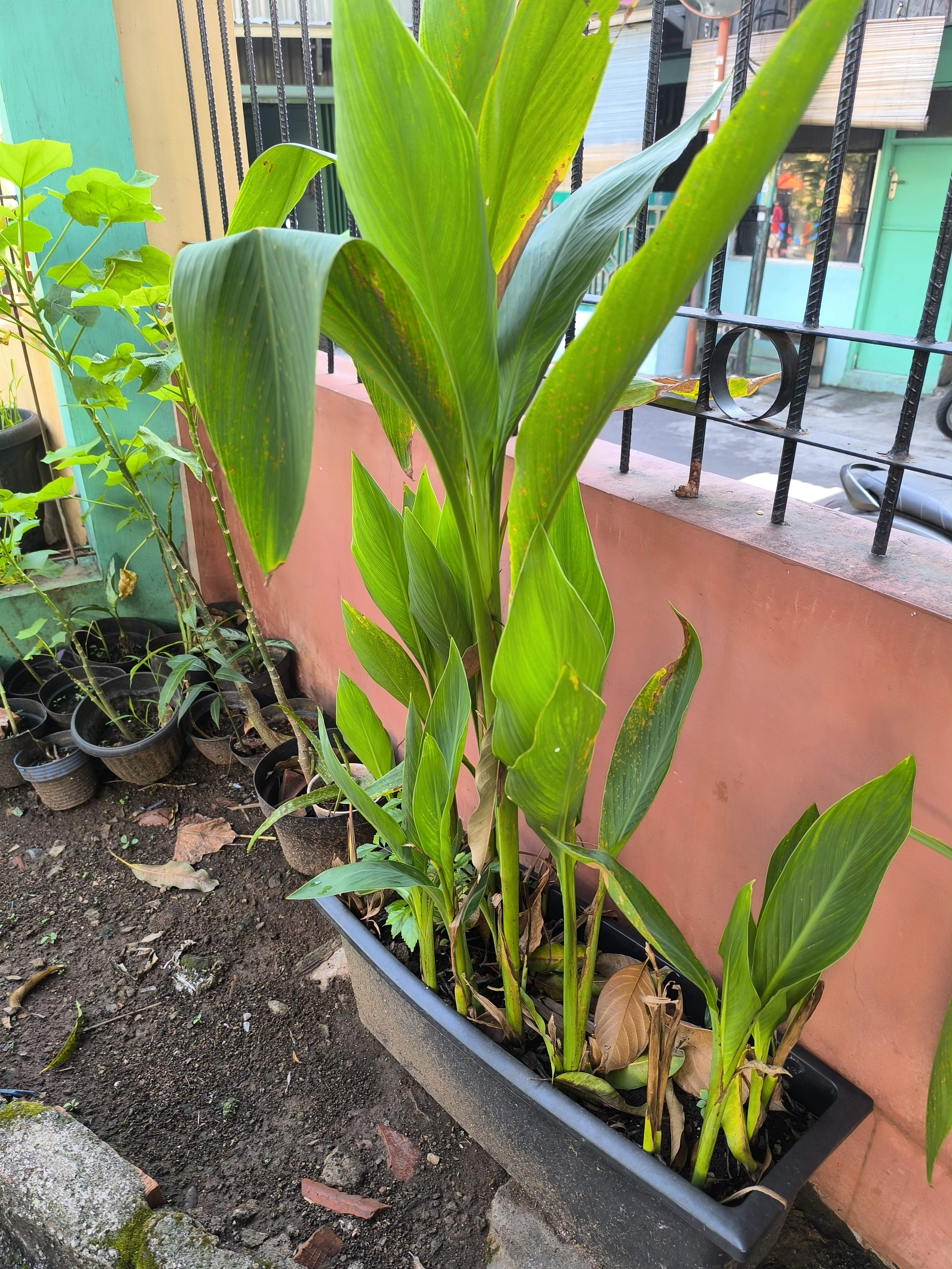 Canna Lily