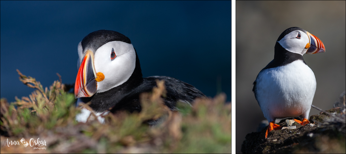 Península de Bonavista (III) - Terranova & Labrador: icebergs, puffins y balleneros vascos (26)