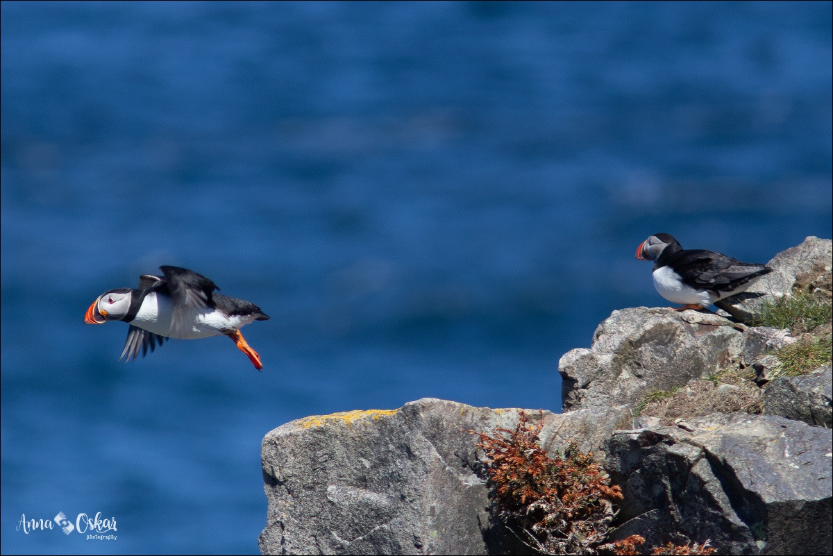 Península de Bonavista (III) - Terranova & Labrador: icebergs, puffins y balleneros vascos (24)