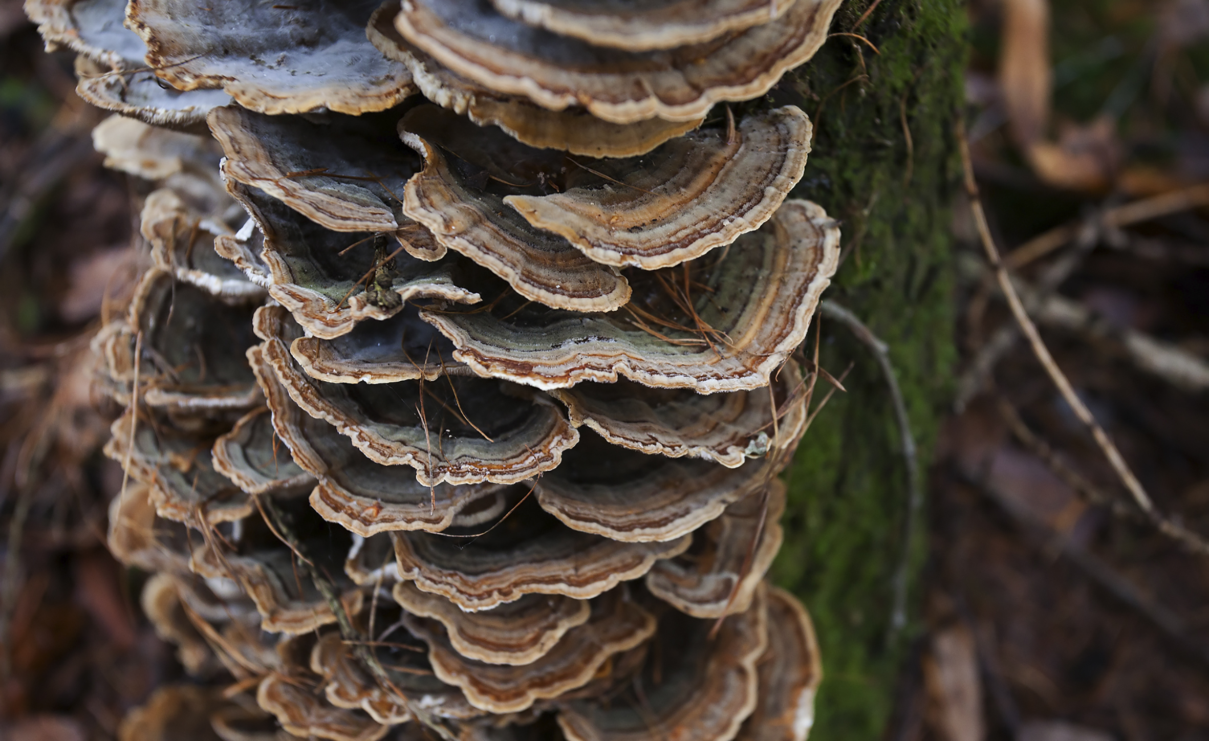 Trametes versicolor (L.) Lloyd 17