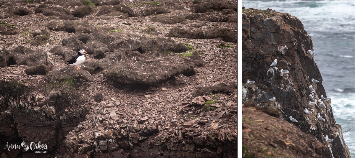 Faro de Heart's Content y traslado a St. John's - Terranova & Labrador: icebergs, puffins y balleneros vascos (2)