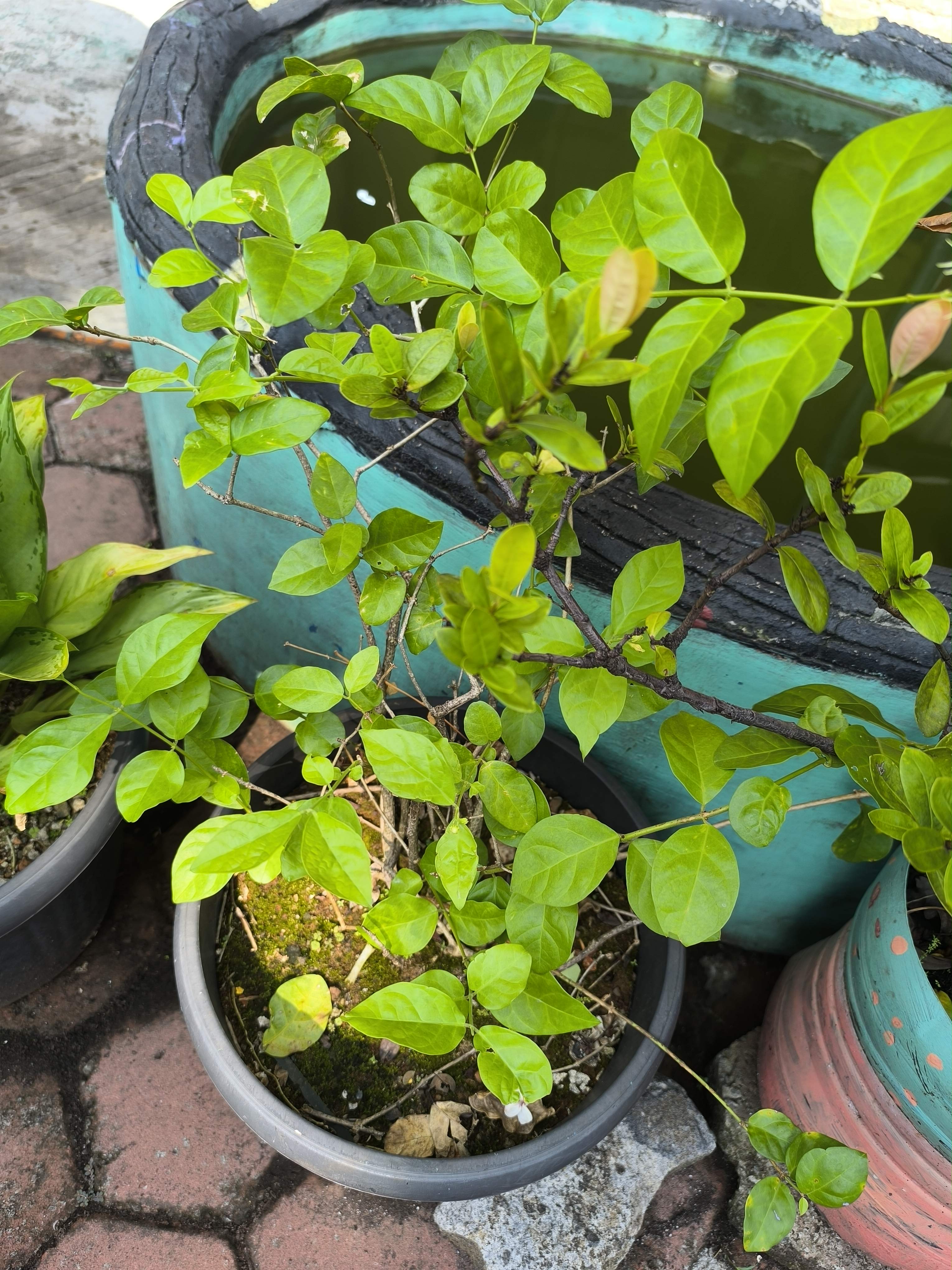 Arabian jasmine