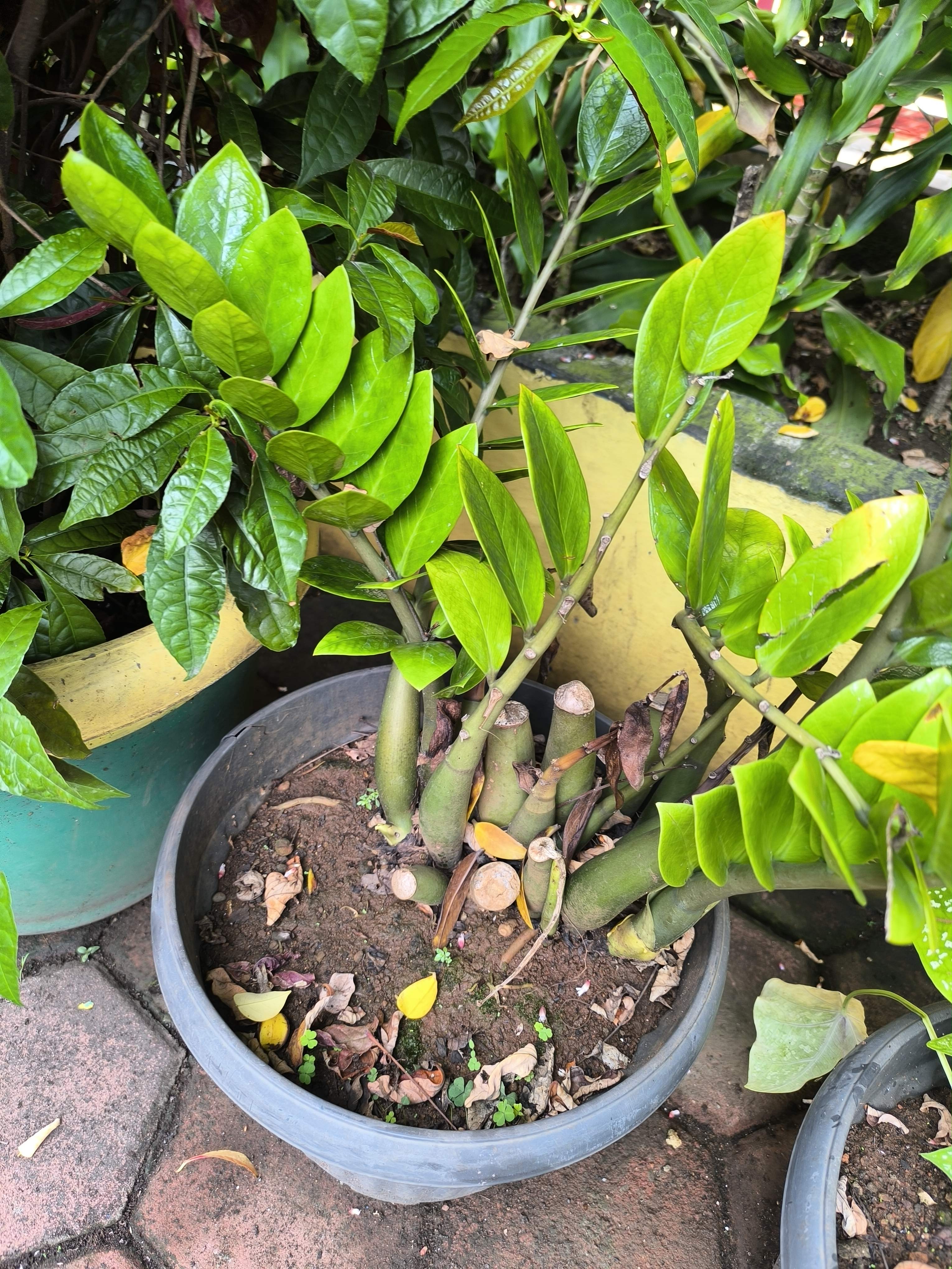 ZZ Plant