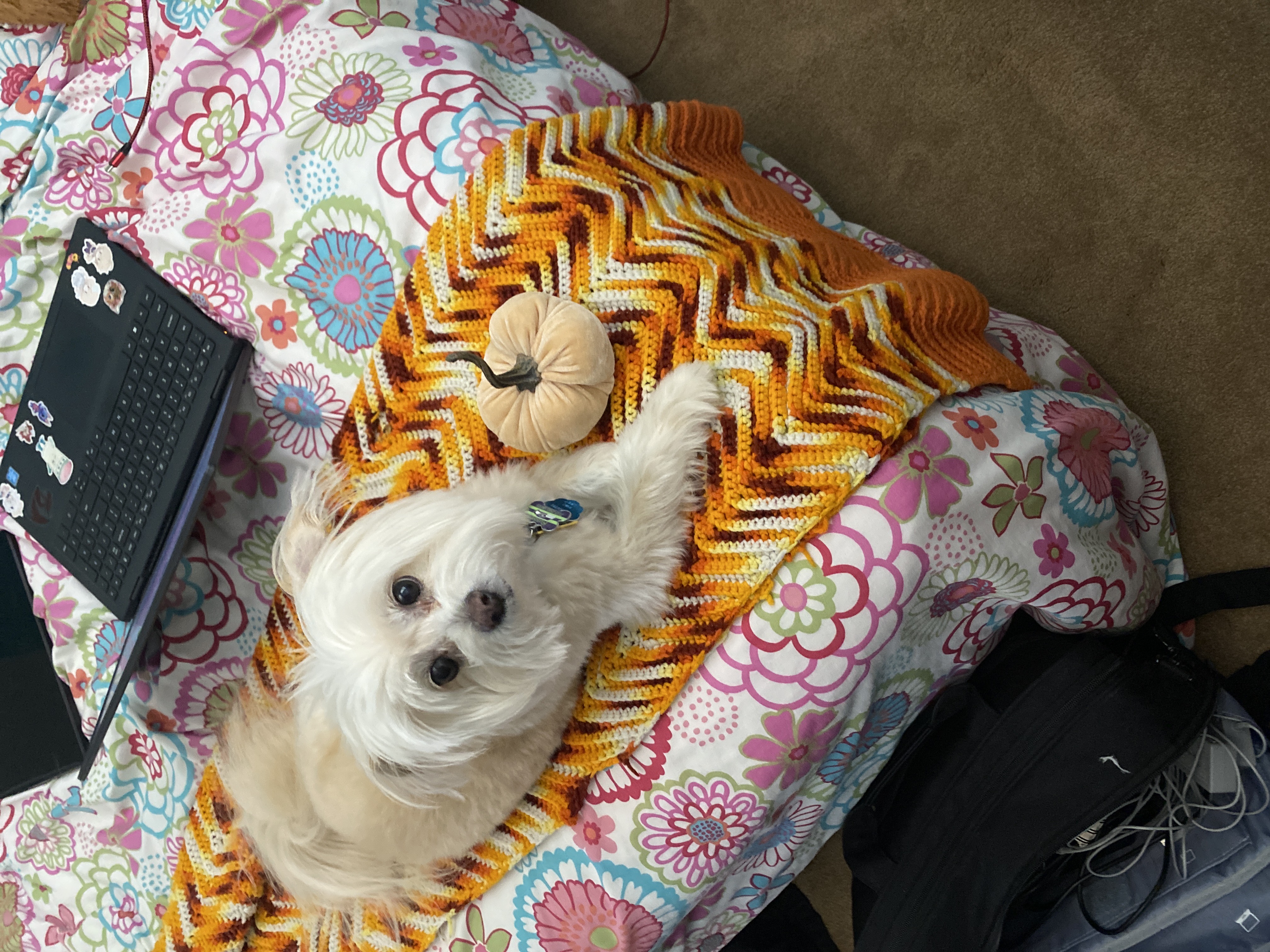 Russell posing with a plush pumpkin.