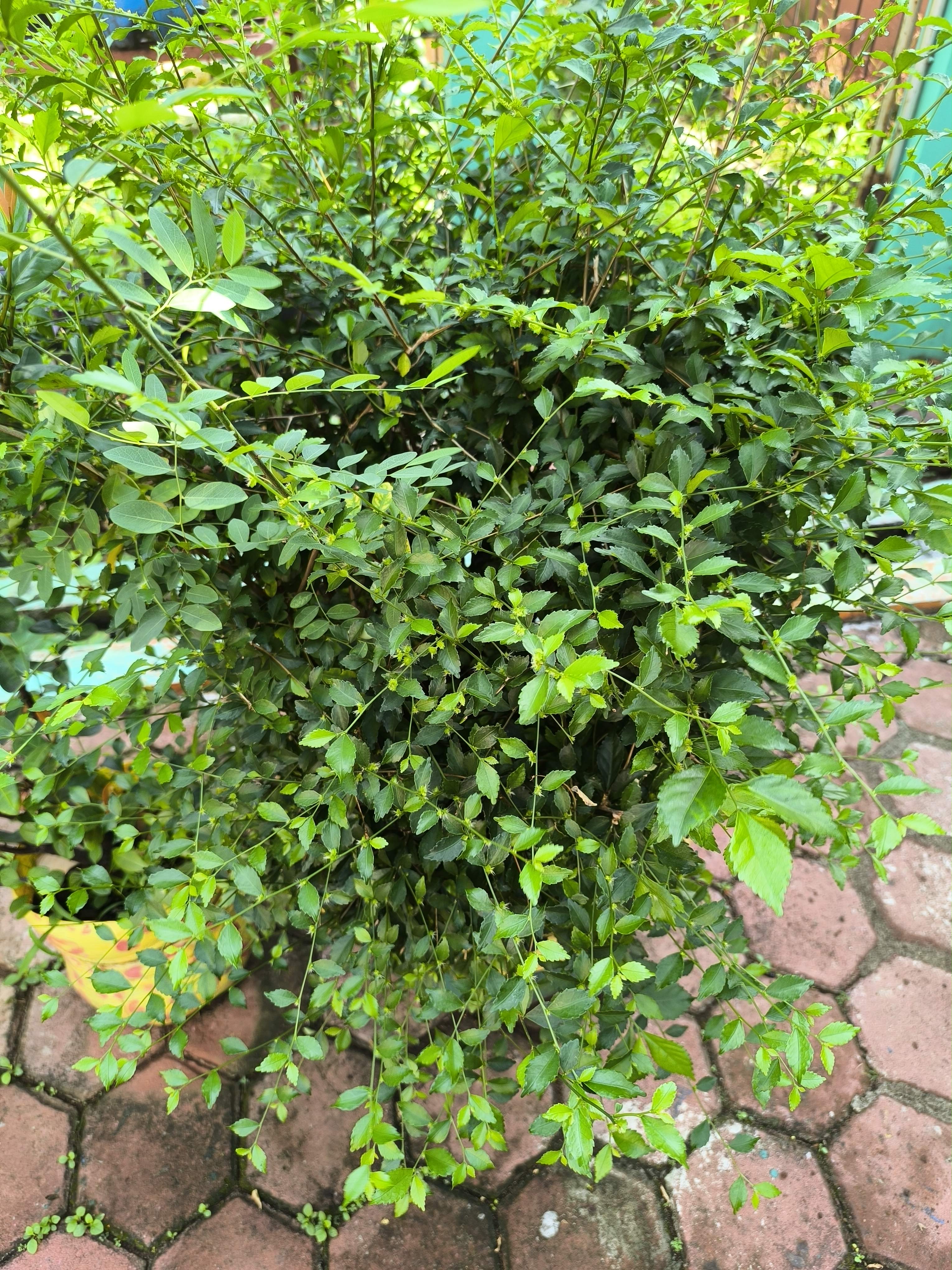 Wild tea