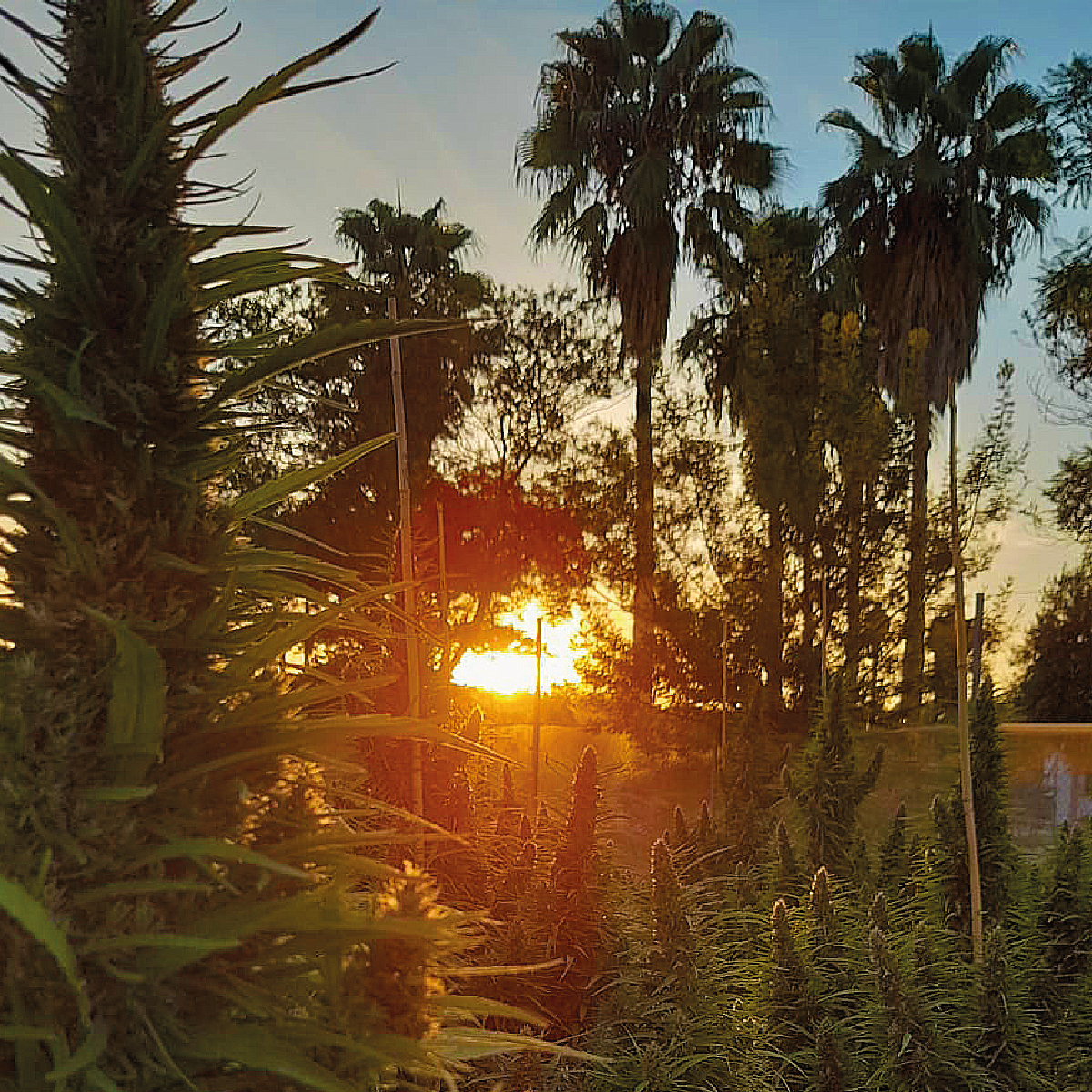cbd spain 3.webp