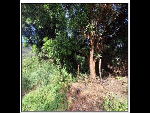 Terreno  -   - 300,00m2
