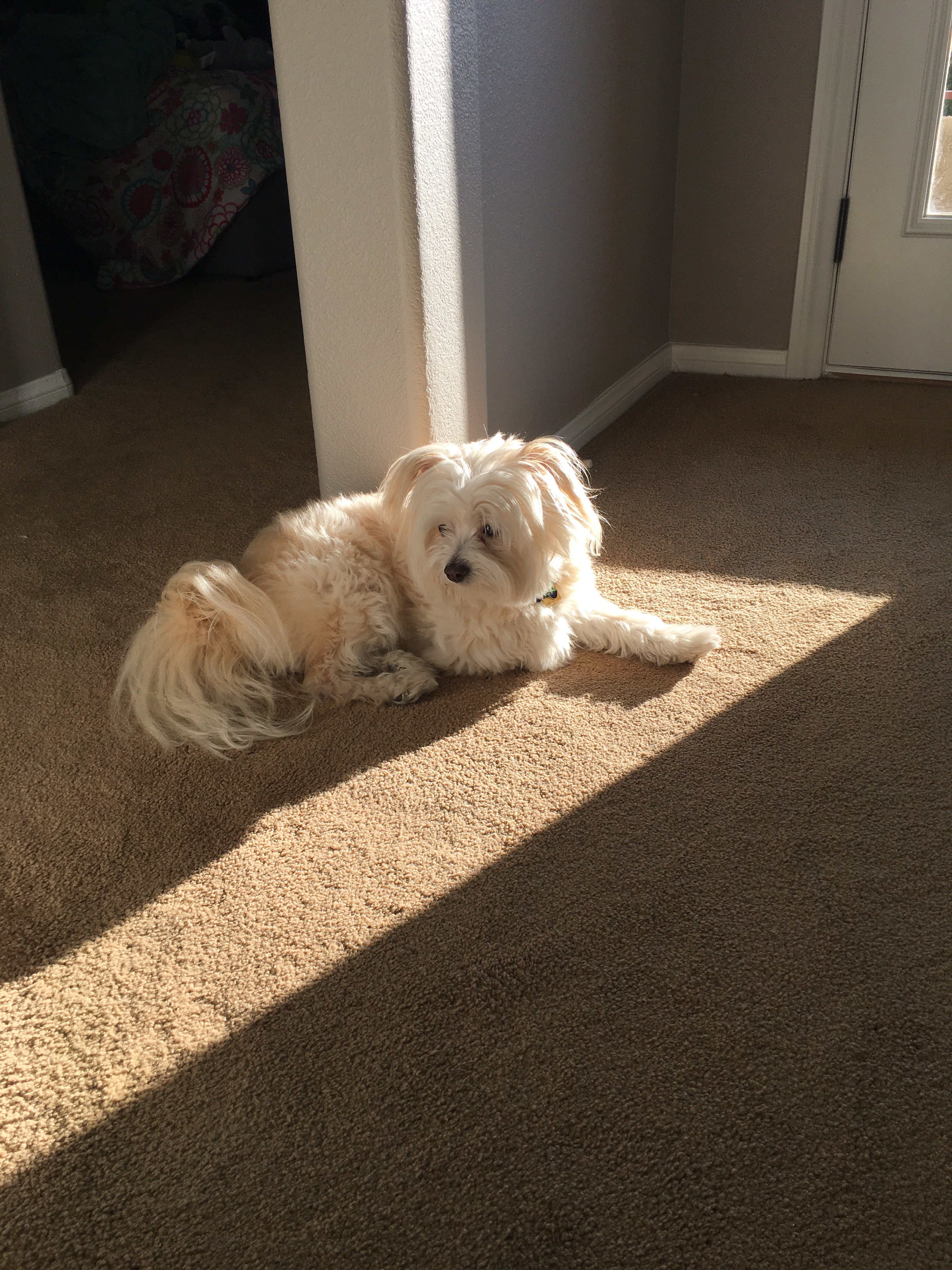 Russ enjoying his favorite activity, sunbathing.