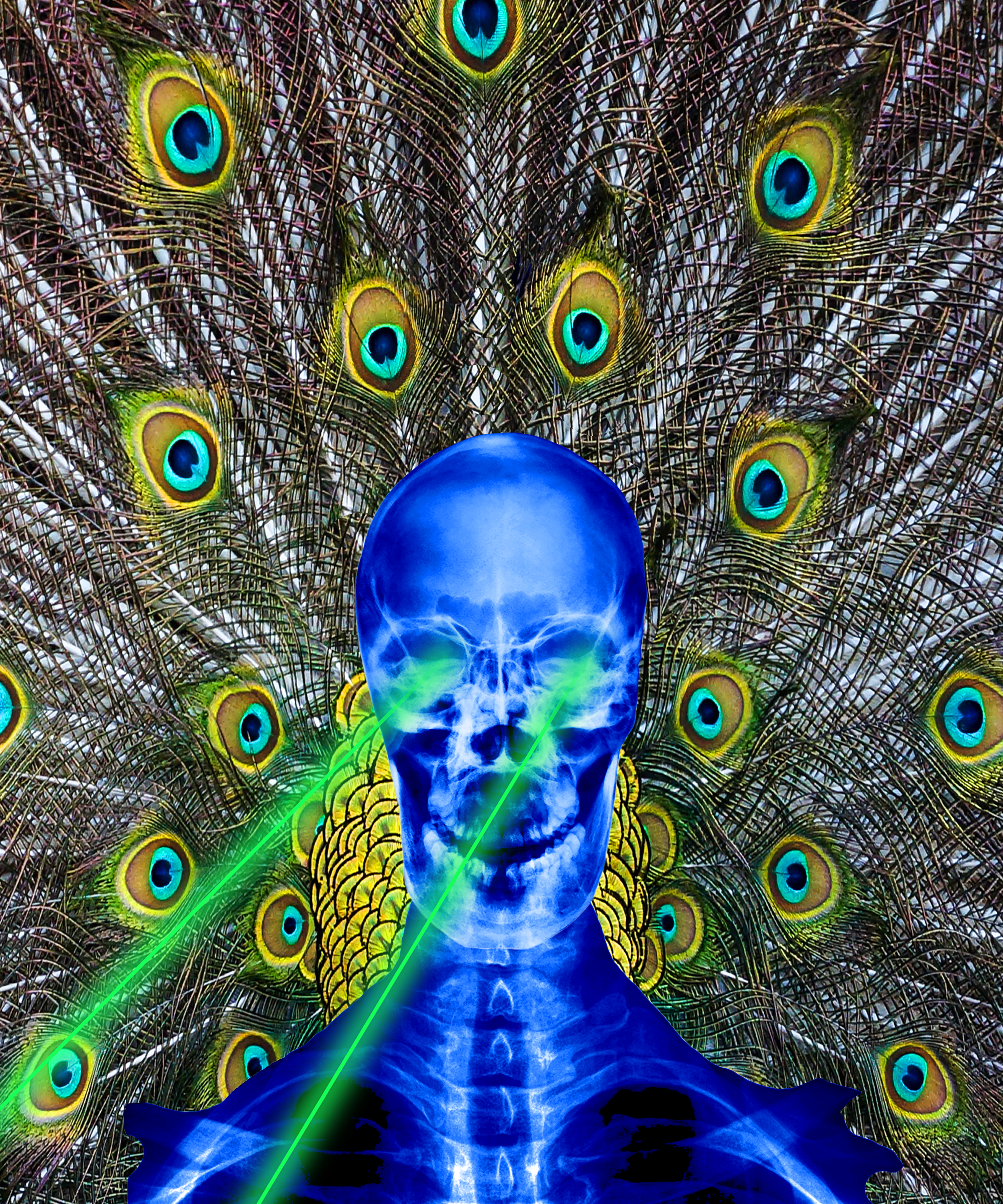 The Chief 6